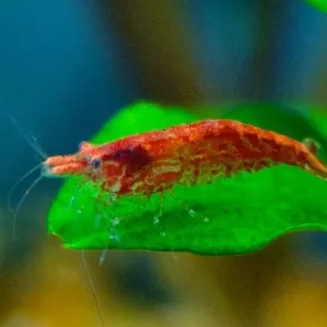 Cherry Shrimp