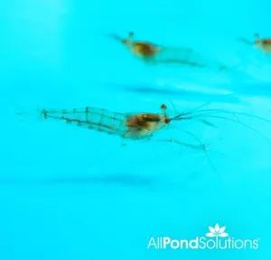 Glass Shrimp - Macrobrachium Lanchesteri