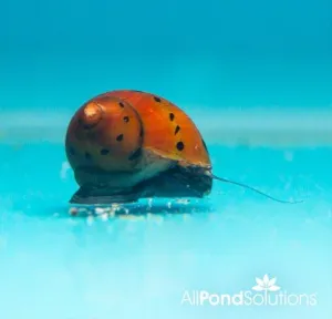 Red Spotted Snails - Neritina Natalensis Sp