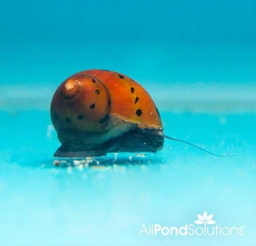 Red Spotted Snails - Neritina Natalensis Sp